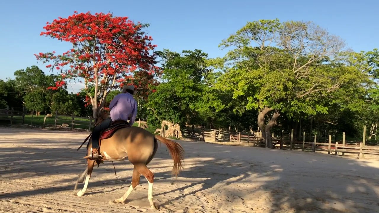 Rafael Medina Horsemanship, intro al cambio de manos, lados y medios