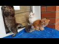 Сибирские котята(пушистые красавцы), Siberian kittens