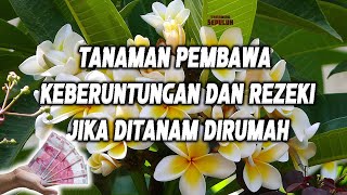 Download Lagu (Pohon Kamboja) Tanaman Pembawa Keberuntungan Dan Rezeki Dijamin Manjur dan Mengusir Energi Negatif MP3 Download Lagu (Pohon Kamboja) Tanaman Pembawa Keberuntungan Dan Rezeki Dijamin Manjur dan Mengusir Energi Negatif MP3
