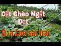 Cắt Chèo, Ngắt Đọt Dưa Leo /Sai Trái /Cucumbesr/Tâm Thành TV
