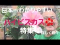 初めてのガーデニング‼️日本一わかりやすいハイビスカス🌺特集！詳しく紹介しています❗