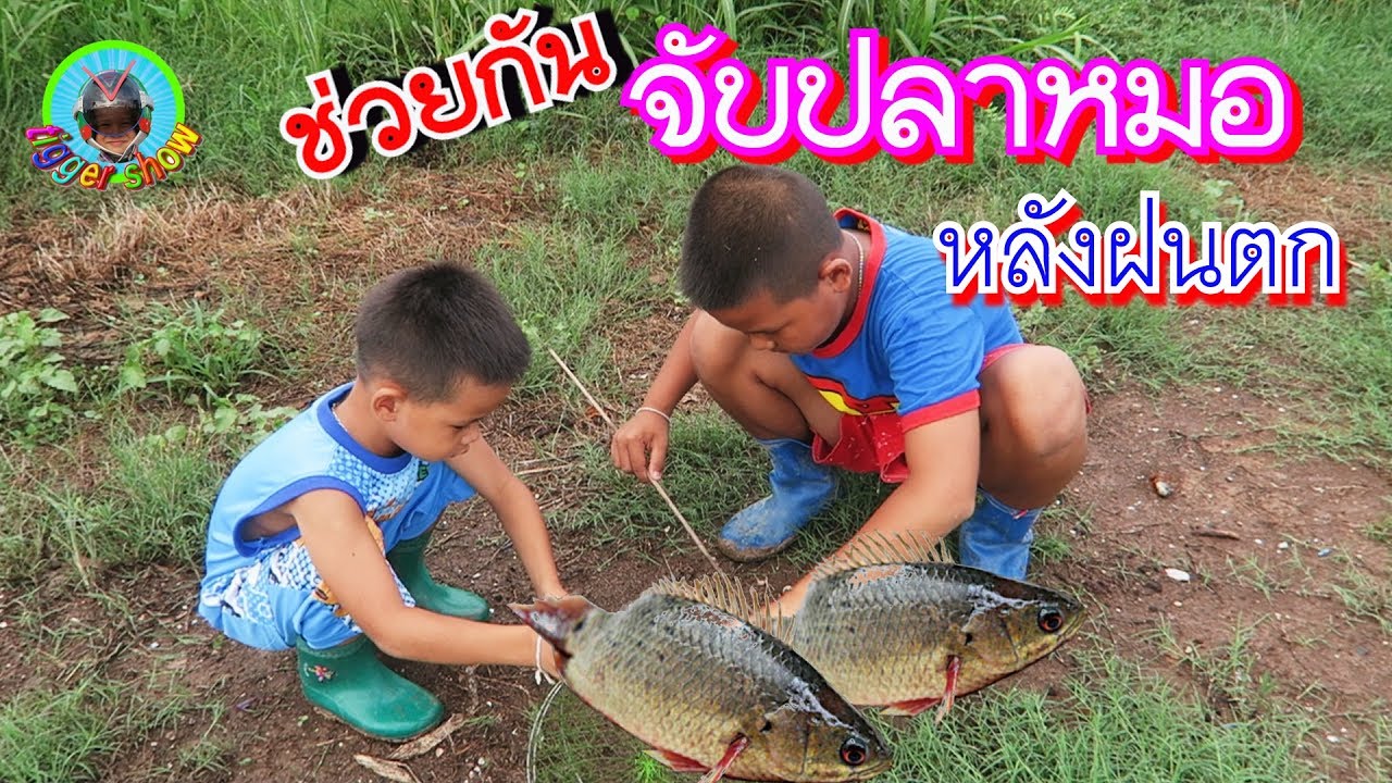 ครั้งแรก จับปลาหมอหลังฝนตก ง่ายกว่าตกปลาเยอะเลย555 ทิกเกอร์จอมป่วน / Tigger show
