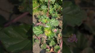 PUNARNAVA or Boerhavia diffusa | red spiderling #redspiderling #punarnava #boerhaviadiffusa
