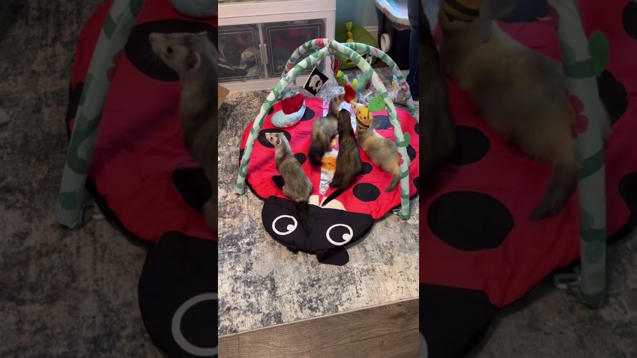 Unboxing ferrets new toy 