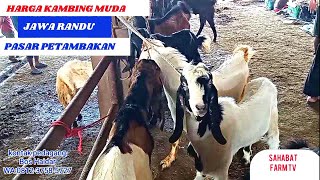 HARGA KAMBING MUDA PEJANTAN JAWA RANDU DI PASAR KAMBING PETAMBAKAN BANJARNEGARA