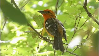 Flame-colored Tanager, Bananaquit, and La Sagra’s Flycatcher by Cherokee Outdoor Productions 692 views 1 year ago 6 minutes, 9 seconds