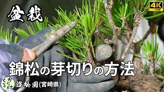 Bonsai] How to cut the buds of Nishikimatsu - YouTube