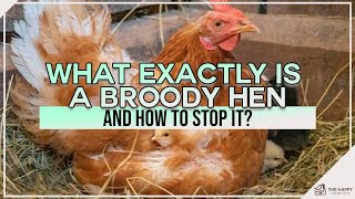 What Exactly Is a Broody Hen and How to Stop It