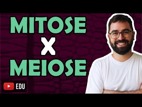 Vídeo: Qual é a comparação entre mitose e meiose?