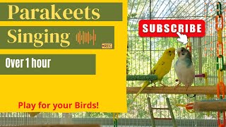 Parakeets/Budgies Chirping in the Sunshine~Happy~Relaxing ***NEW*** by Birds and Friends 6,054 views 2 years ago 1 hour, 39 minutes