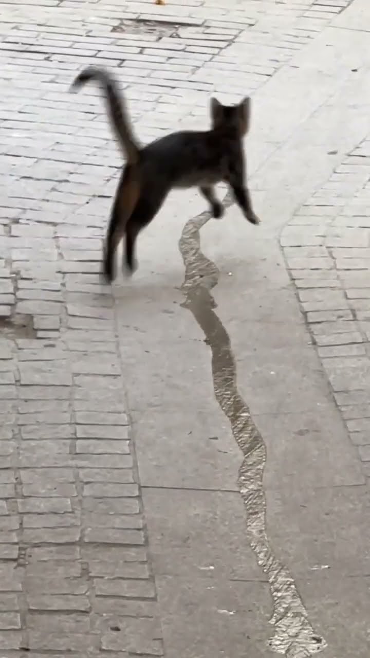 Très drôle le chat