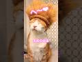 【CAT】名前の由来 #shorts #cat #cats #cute #猫動画 #猫 #かわいい猫 #可愛い猫