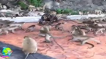 Aksi Dramatis!! Puluhan Monyet Berusaha Selamatkan Temannya Dari Lilitan Ular Piton, Lihat Endingnya