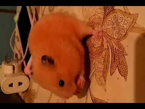 ყველამ ნახოს მაგარი პრიკოლია