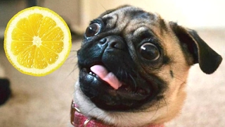 Funny Dogs And Puppies Reacting To Lemons [Best Of]