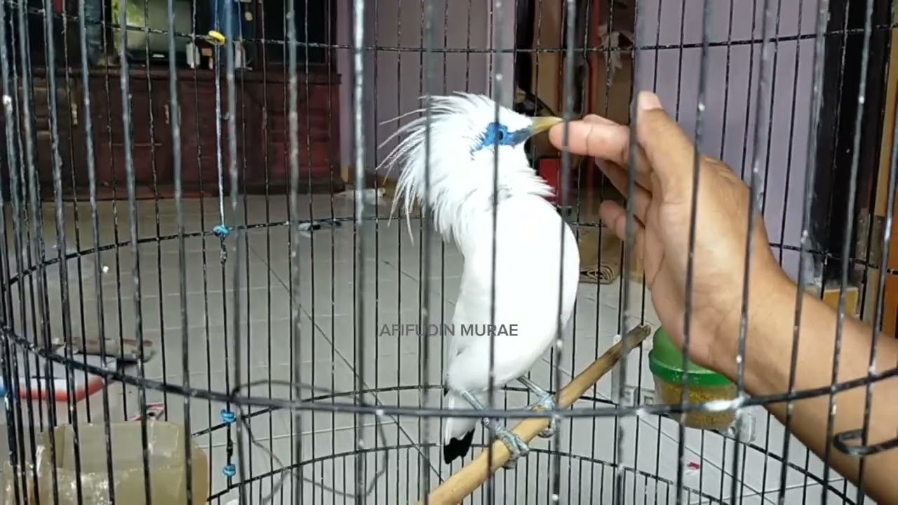 Perbedaan jalak Bali Jantan dan Betina (sudh bersertifikat)