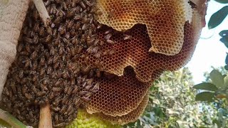 thăm ong tầng kế, bắt được tổ ong nội