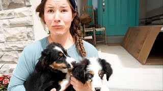 HUSBAND SURPRISES WIFE WITH NEW PUPPY! 🐶 **Pick ONE**