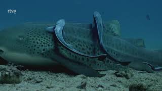 EL MAR ARÁBIGO  Los carnívoros del arrecife de coral   Tiburón cebra, raya gigante, pez escorpión