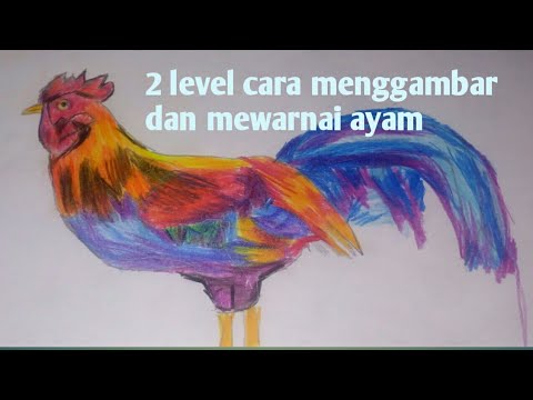 2 level cara  menggambar mewarnai  ayam  YouTube