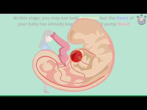 Video: How Is The 5th Week Of Pregnancy