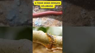 TERNYATA WAKTU LAHIR HANYA PUNYA 3 PASANG KAKI.5 FAKTA UNIK HEWAN KAKI SERIBU#shorts#shortshewan#