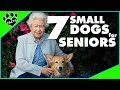 Small Dog Breeds for Seniors