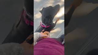 Excited and Reactive dog working on heel tune up by Ruff Beginnings Rehab Dog Training and Rescue 165 views 5 months ago 6 minutes, 8 seconds