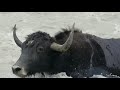 Amazing |Wild Yak| Crossing the |Dangerous River|  2020