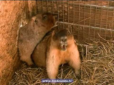 Video: Kāda ģimene Mongolijā ēda Murkšķi, Saslima Ar Mēru Un Mira. Alternatīvs Skats