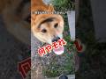 何やそれ〜？ #柴犬さん #柴好き #柴犬ライフ #柴犬レオ