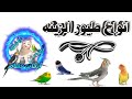 انواع طيور الزينه بالصور وافضل نوع للمبتدئين