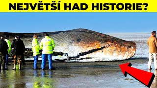 TOP 5 Nejděsivější Hadi, Které Nechcete Potkat