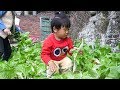 媳婦去摘菜，2歲寶寶也來幫忙，小丫頭太懂事了 | To pick vegetables, the baby also to help, the little girl is too sensible