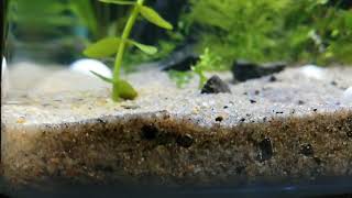 New planted set up .. Non co².. No fertilizer.. no soil substrat..  light used 5w only