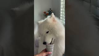 Pupcup Sunday #dogs #dogshorts #cutedog #samoyed