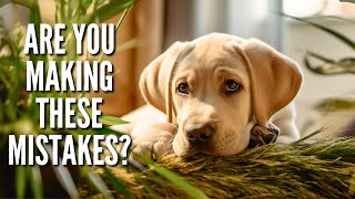 8 Mistakes That Could Be Harming Your Labrador Retriever