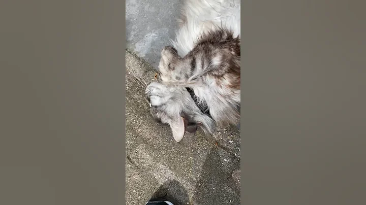 Video 4806351: mainecoon cat meow, mainecoon cute meow, cute mainecoon cat adorable, beautiful mainecoon cat