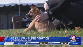 SUPER PET ADOPTION