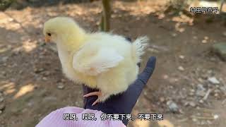 杂交出奇迹，一只非常可爱的小鸡仔 #我的乡村生活 #养鸡 #孵化 #动物 #萌宠
