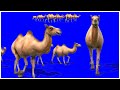 كروما L ٧ اشكال مختلفة لحركة الجمال الإبل Camel 