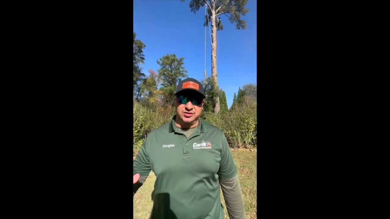 Tree Removal in Sandy Springs GA