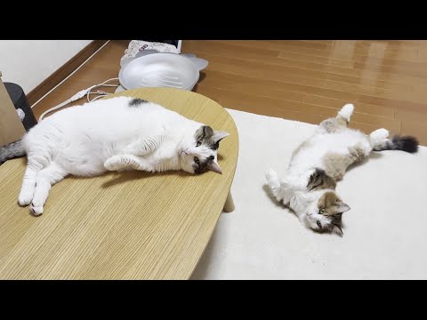 連日の残暑でそこらへんで落ちてる猫