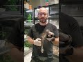 LTC 2018 Yellow Belly Viper Boa