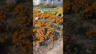 marigold farming satisfying youtube ytshorts shorts marigold garden agriculture