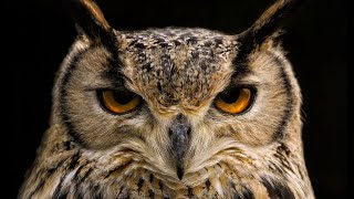 Do You Know How Many Years Owls Live The Lifespan of Owls