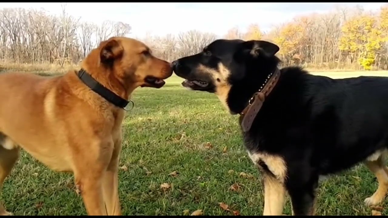 Hilarious Dog Meeting for the First Time 😱 | Desi Puppies Encounter 🐶❤️