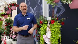 Madinia Dipladenia Portfolio Overview