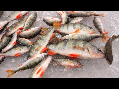 Video: Winter Fishing - Where And How To Catch Perch