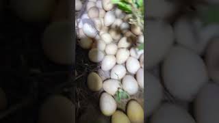 ?Missing Guinea Hen Eggs Found guineahen egg eggs farm farmlife hiddeneggs